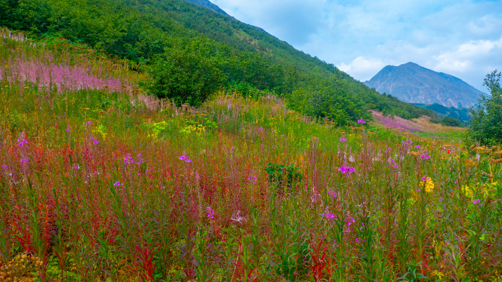 Colorful flower-filled meadow with mountain in background