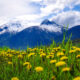 Yellow soring flowers with snowcapped mountains in background
