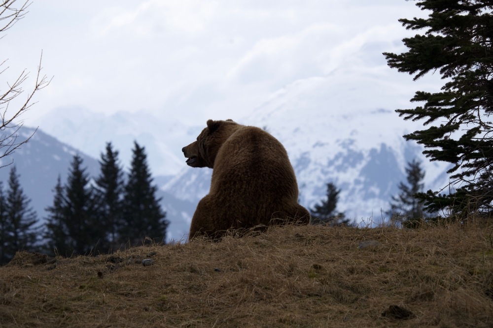 - A grizzly bear relaxing in front of a massive mountain. There is snow on the mountains.  