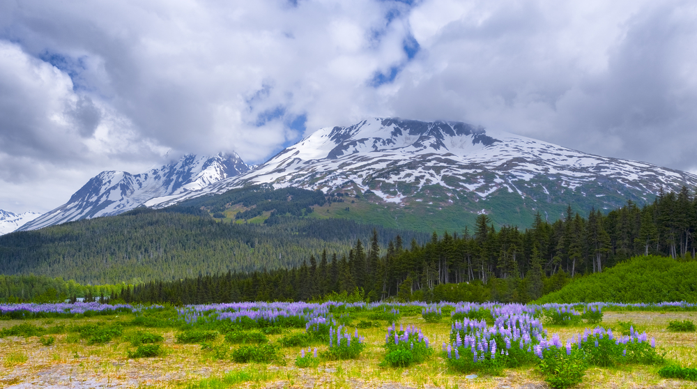 Spring in Alaska's Chugach National Forest with wild lupine blooming in the foreground of the Chugach Mountain range. The article is about Alaska in April.