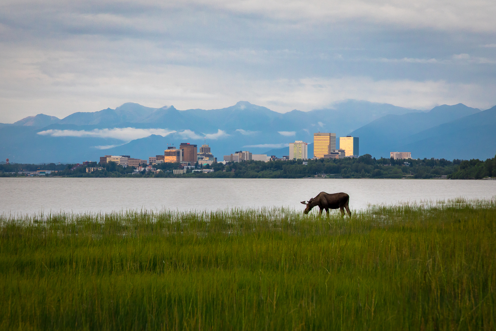 moose grazing in front of a city surrounded by mountains things to do in anchorage