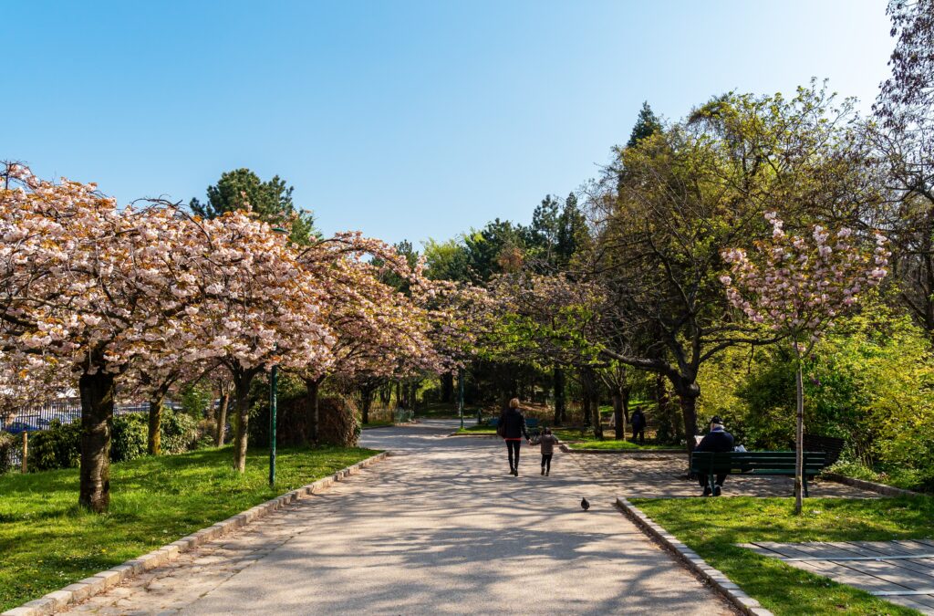 Wide walkway with pedestrians and tall trees on either side with pink flowers