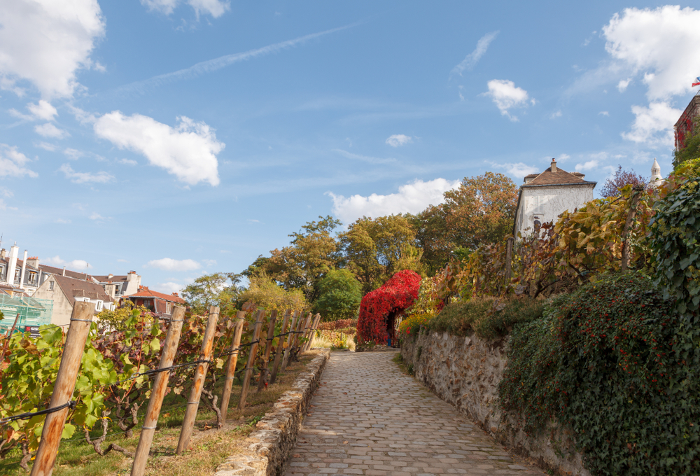 A stone pathway through the Montmartre vineyard.