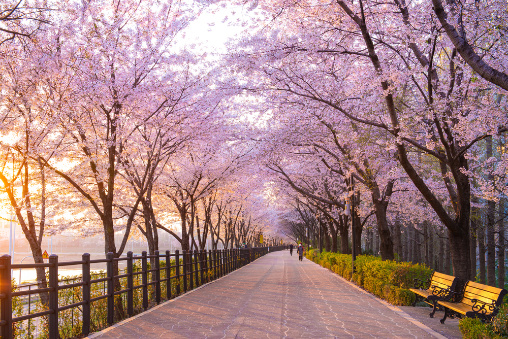 Walking path with benches lined with blooming cherry trees at golden hour.