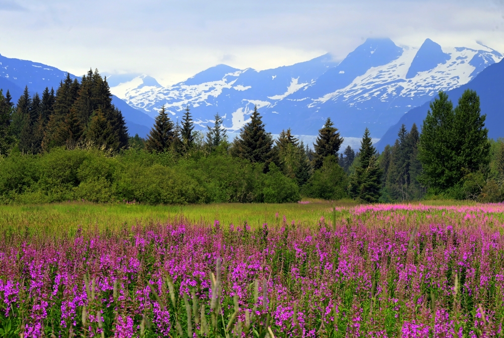 Wildflower field with purple flowers in the foreground and mountains in the background. 