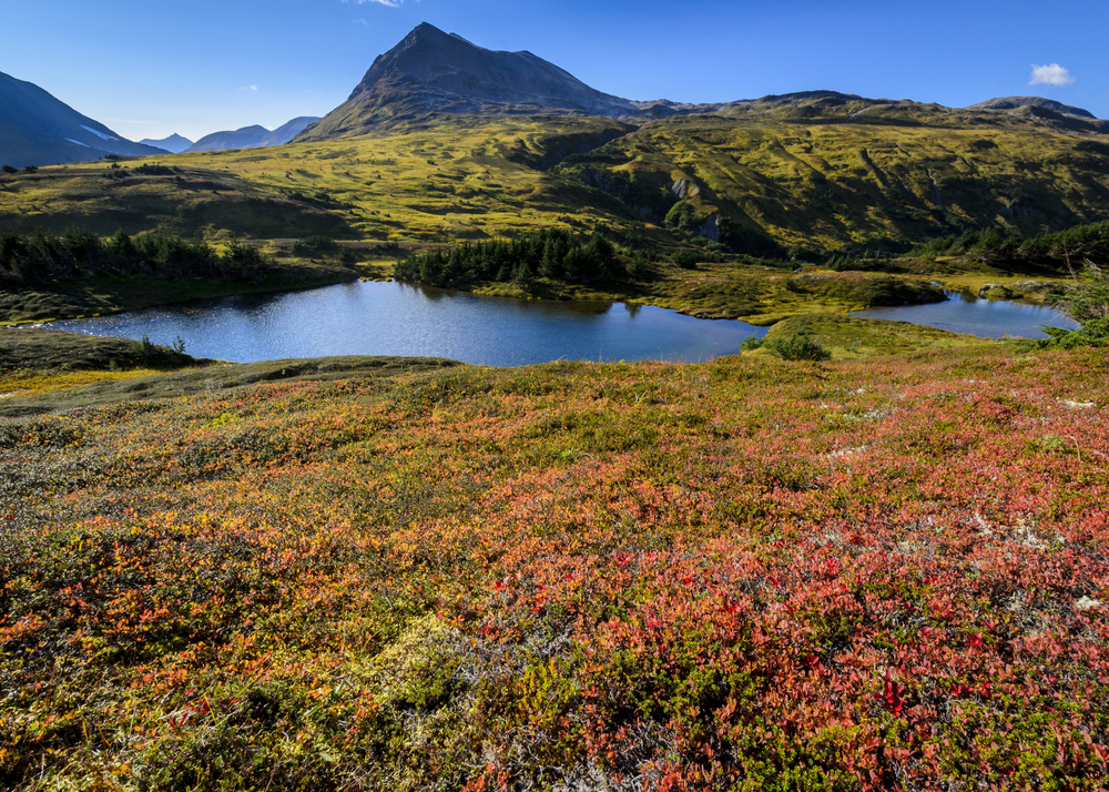 The fall tundra colors, pink flowers in forefront with blue pond in middle
