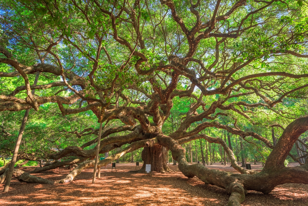 Angel Oak Park showing a large tree. The article is about tours in Charleston SC