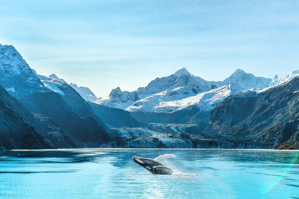 Whale coming out of water with snowy mountains around.  