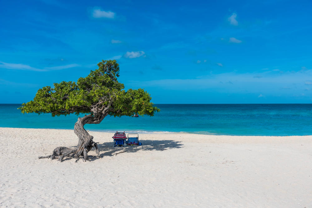 Divi Divi tree against the turquoise water of the Caribbean Sea in the famous Eagle Beach, Aruba. One of the best beaches in the world. 