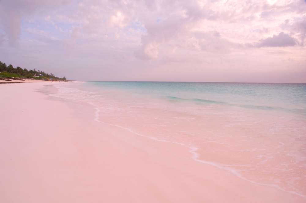 Pink sands beach, harbour island, the bahamas, west indies, central america