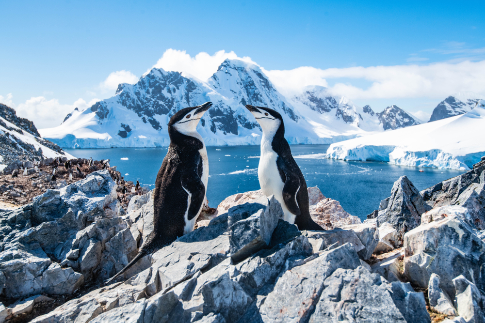 Two chinstrap penguins standing on rocks with water and snowy mountains in the background in Antarctica.