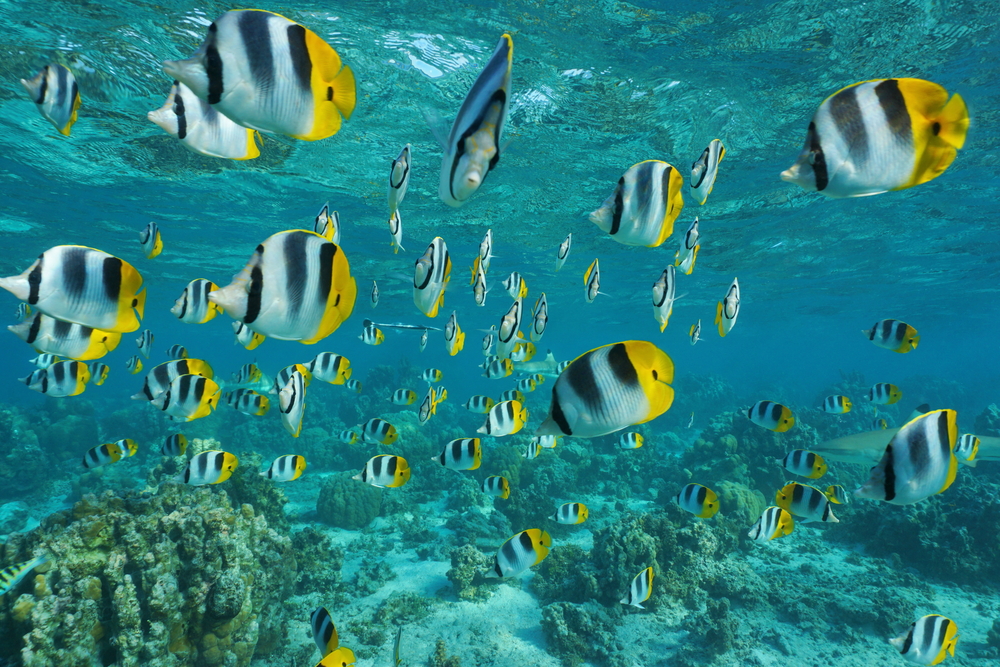 Underwater photo of colorful fish and a coral reef.