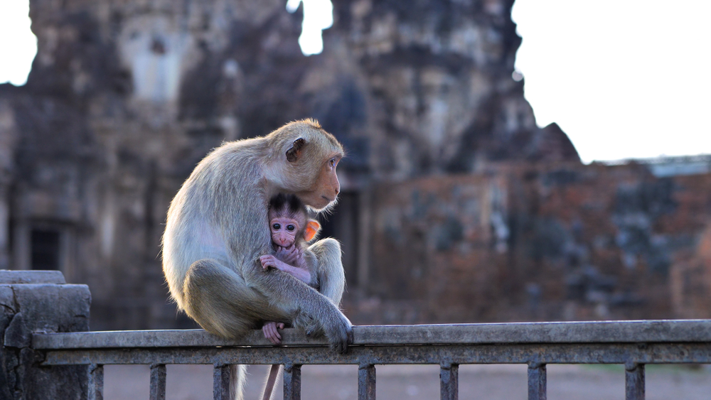 A wild monkey holding her baby at a historic site in Thailand.
