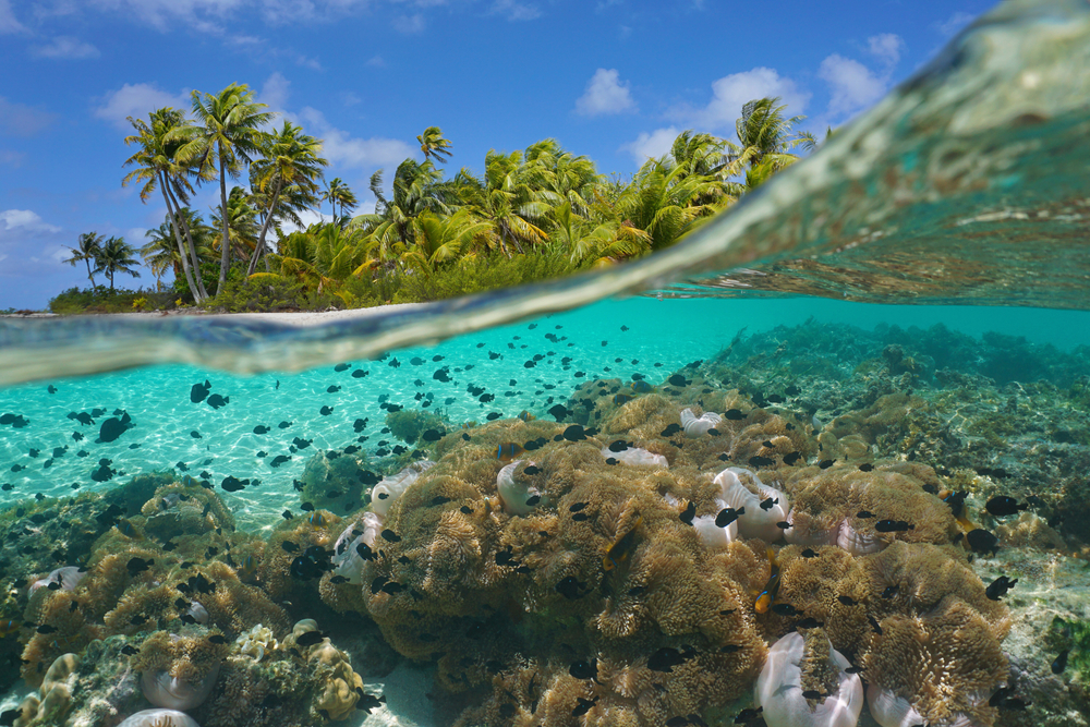 A image partly underwater showing small fish swimming around coral.