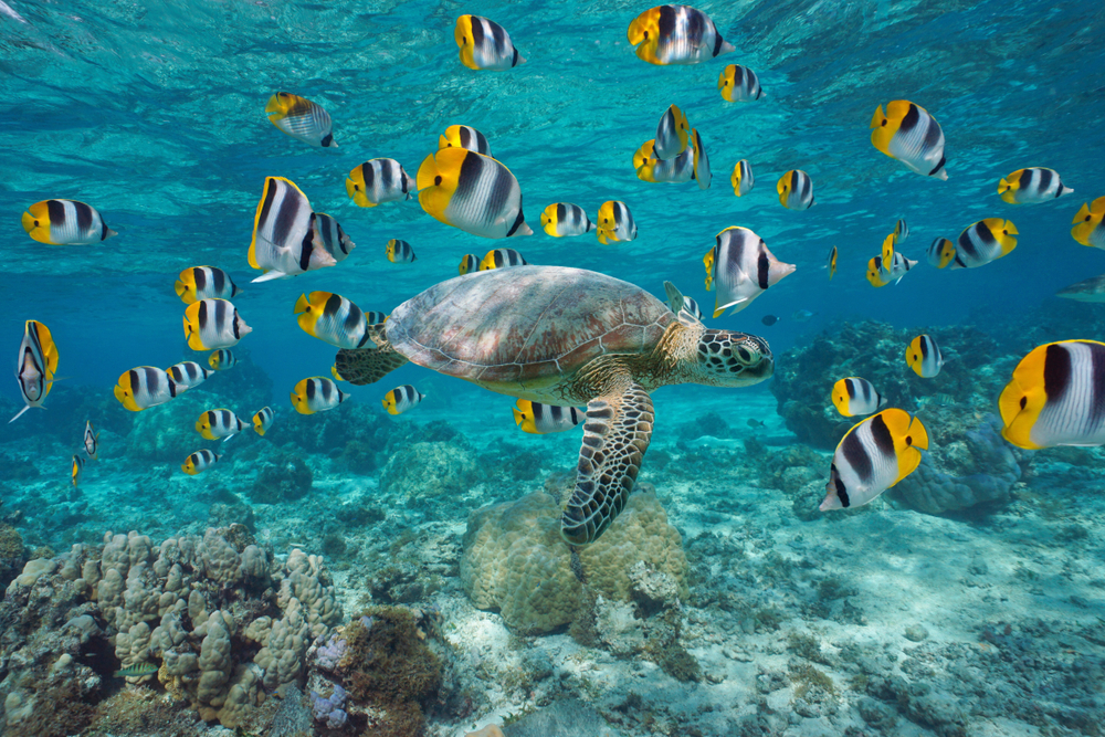 Underwater photo of a sea turtle and first at a coral reef in Bora Bora.