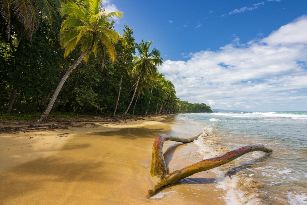 Punta Uva beach near Puerto Viejo de Talamanca. There is driftwood on the beach. The article is about travelling to Costa Rica