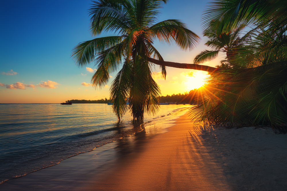 Beach sunrise with palm tree in center of photo