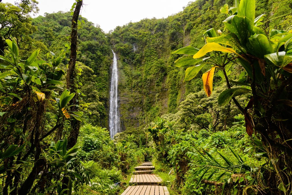 Bamboo Forest with lush greenery and cascading waterfall in center of photo