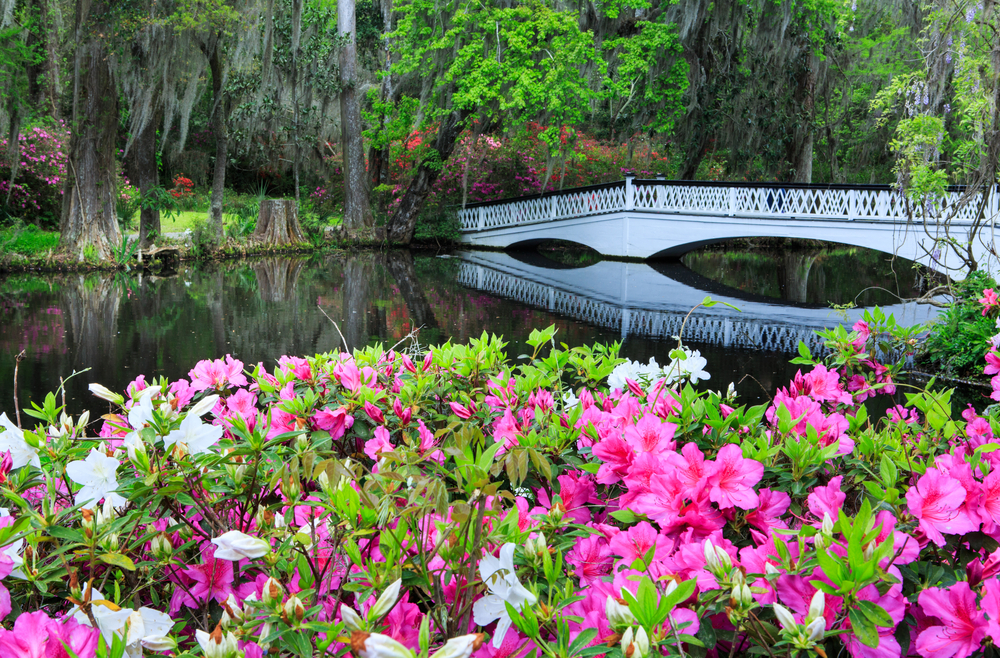 White bridge and pink azaleas at the Magnolia Plantation. The article is a Charleston Travel Guide.