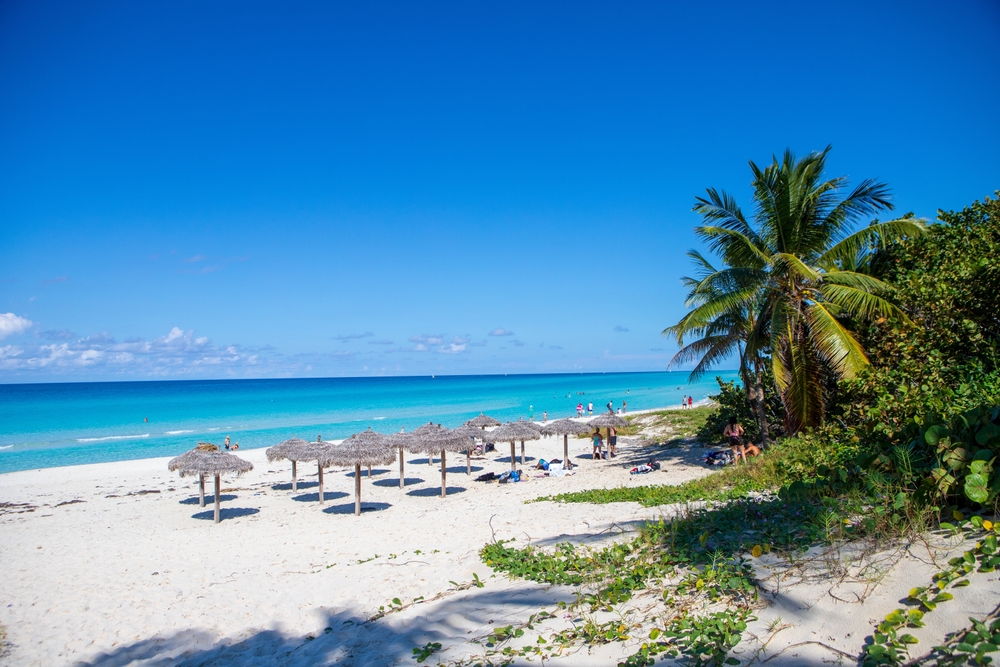 Varadero beach with fine sand Cuba showing beach umberellas and a palm tree.