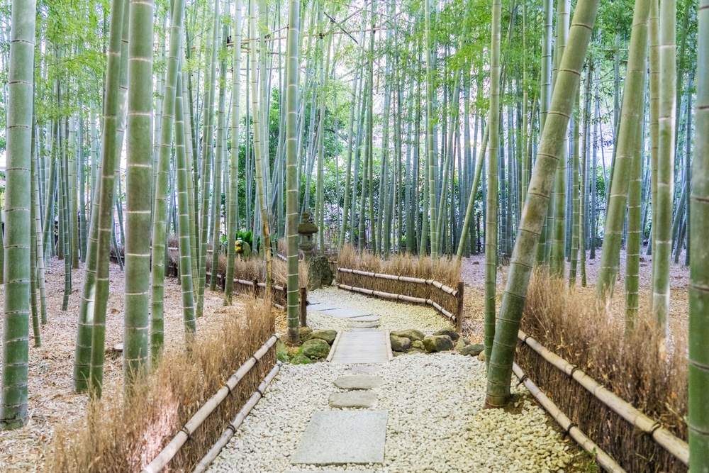 Beautiful Bamboo Garden at Hokokuji Temple.