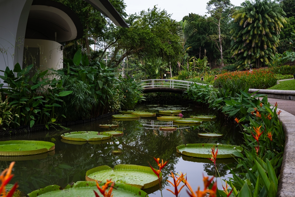 Lilly pads with orange blooms floating on water surrounded by green trees.