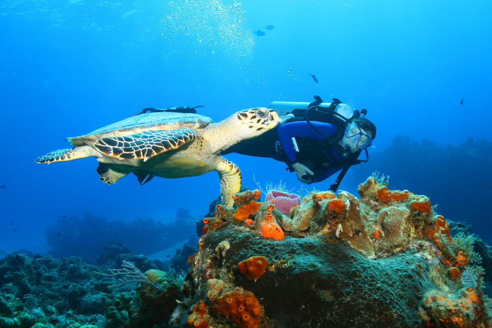 scuba diver swimming with a turtle cozumel travel tips