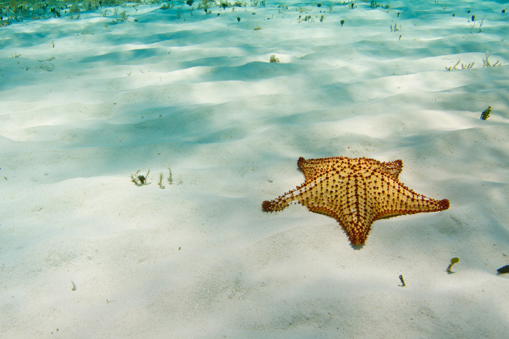starfish on the ocean bed cozumel travel tips