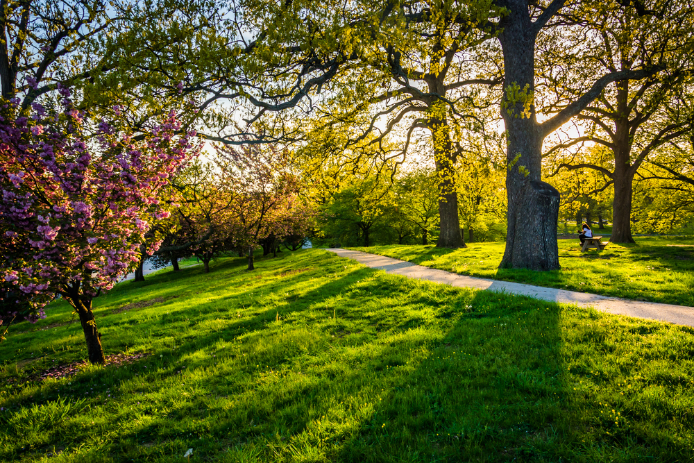 light hidden behind the tree in a park