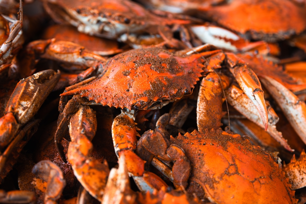 steamed and seasoned crabs